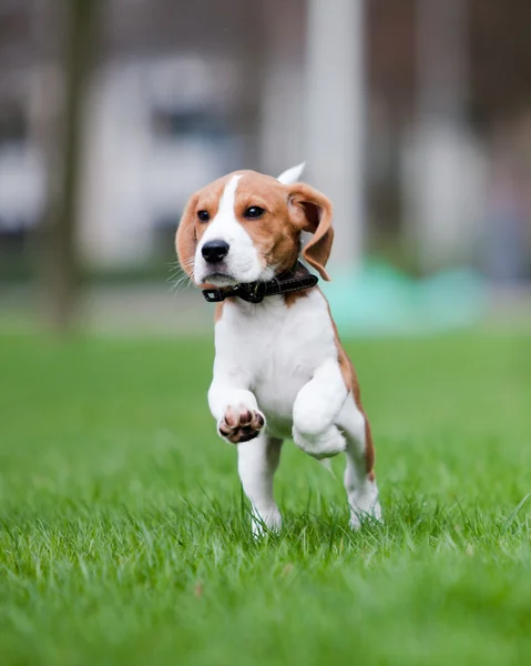 Puppy jumping and running — Stock Photo, Image
