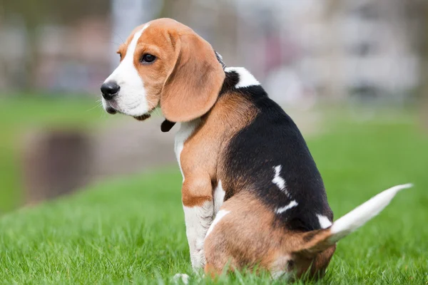 Trauriger Beagle-Welpe — Stockfoto