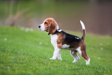 Beagle yeşil çimenlerin üzerinde