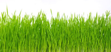 Green grass clipart