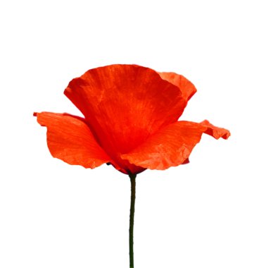 Poppy on sky clipart