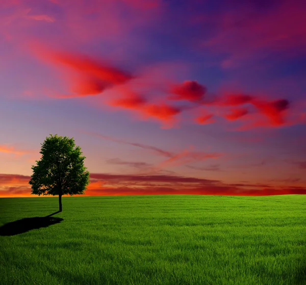 stock image Tree on sunset