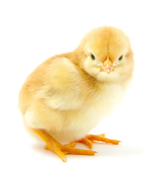 ไก่ — ภาพถ่ายสต็อก