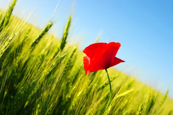 stock image Red poppy