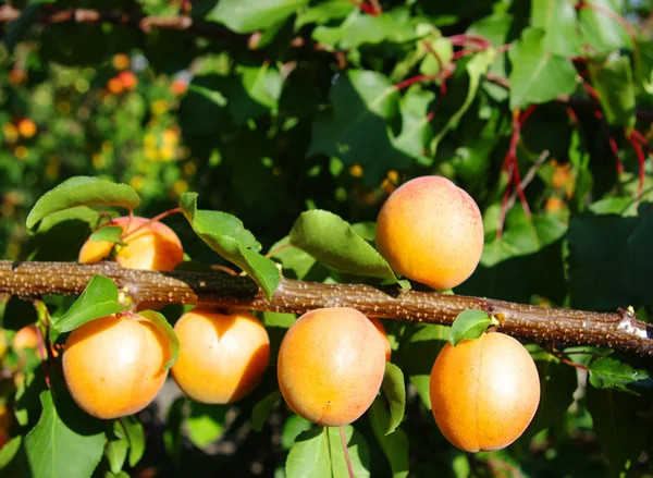 stock image Apricots