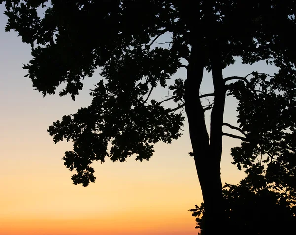 Tree on sunset — Stock Photo, Image