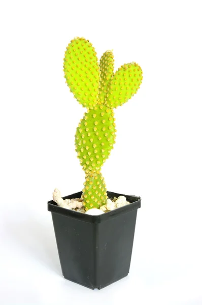 Cactus — Foto de Stock