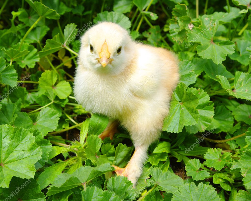 Little chicken — Stock Photo © Aleks 2726909