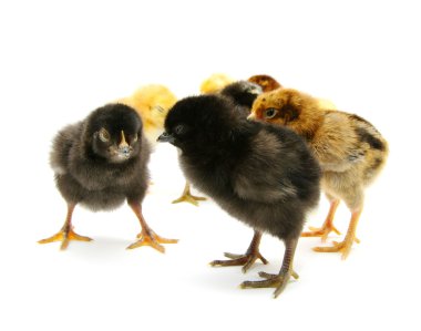 A baby chick clipart
