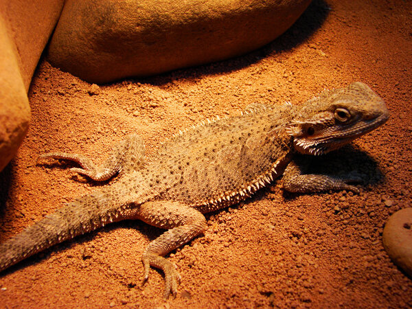 Bearded dragon