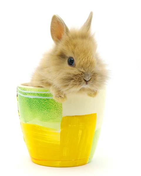 Malý králík — Stock fotografie