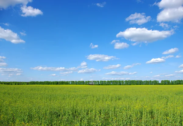 stock image The gold field