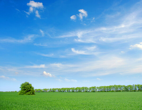 Field with tree, blue sky and green grass
