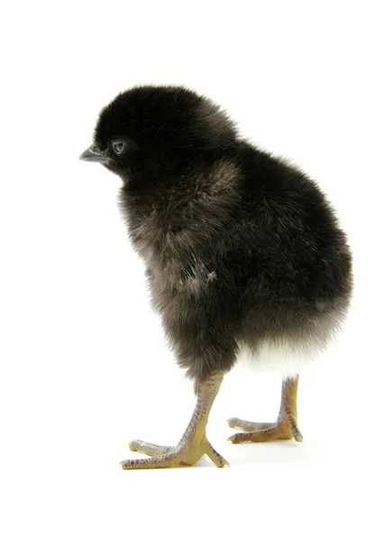 En kyckling — Stockfoto