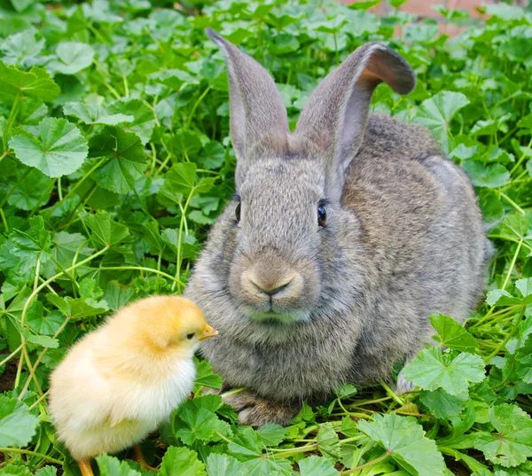 A rabbit and chicken — Stock Photo, Image