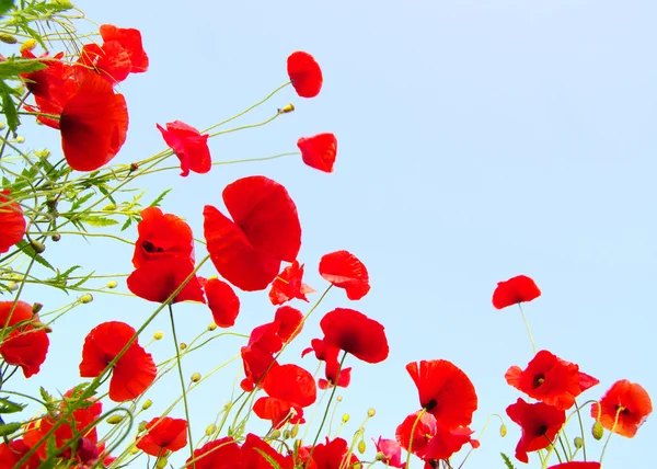 Bright red poppies — Stock Photo, Image
