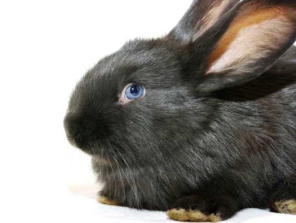Svart kanin — Stockfoto