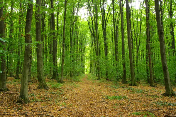 stock image Forest