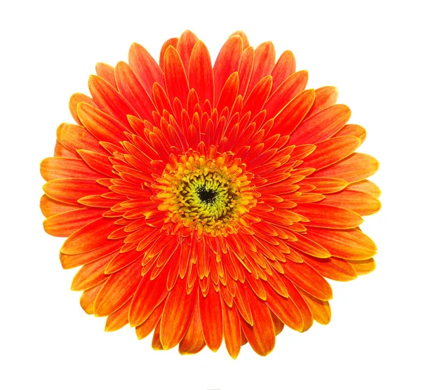 Orange gerbera — Stock Photo, Image