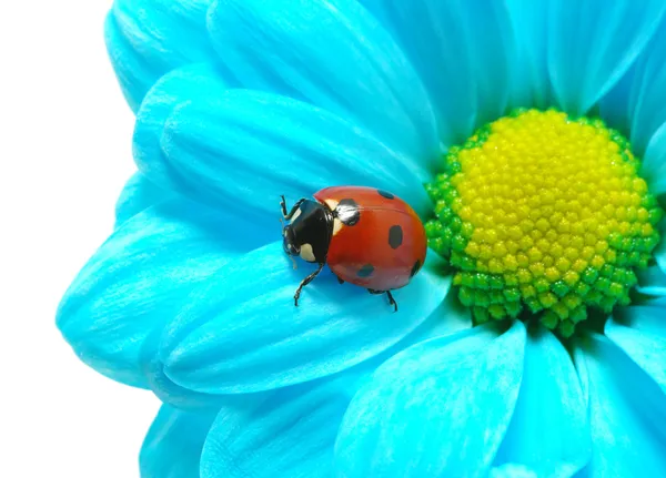 Uğur böceği çiçek — Stok fotoğraf