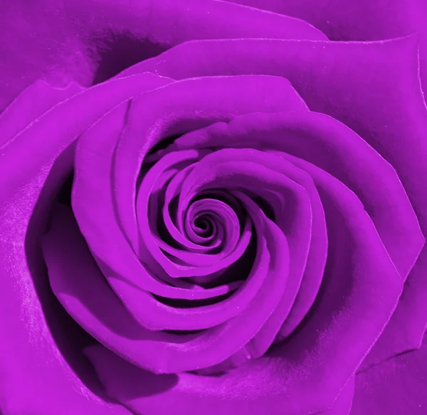 Hermosa rosa — Foto de Stock