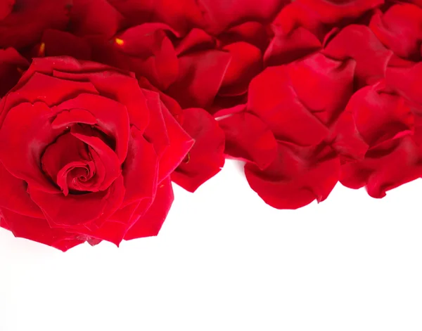 Bloemblaadjes van een roos — Stockfoto