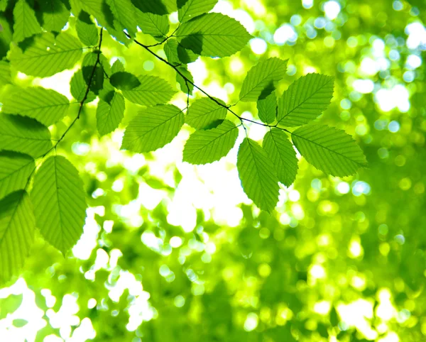Vihreät lehdet — kuvapankkivalokuva