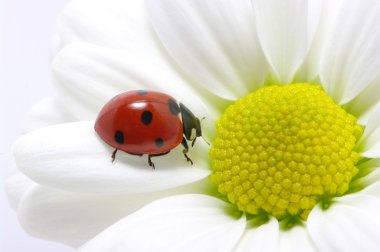 Ladybug clipart