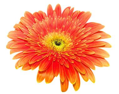 Turuncu gerbera