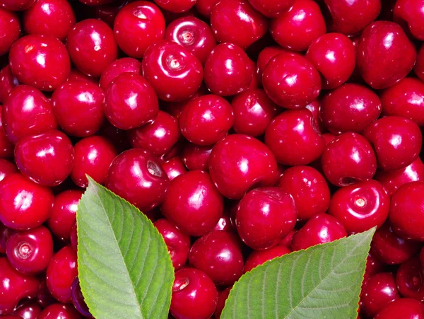 Cseresznye — Stock Fotó