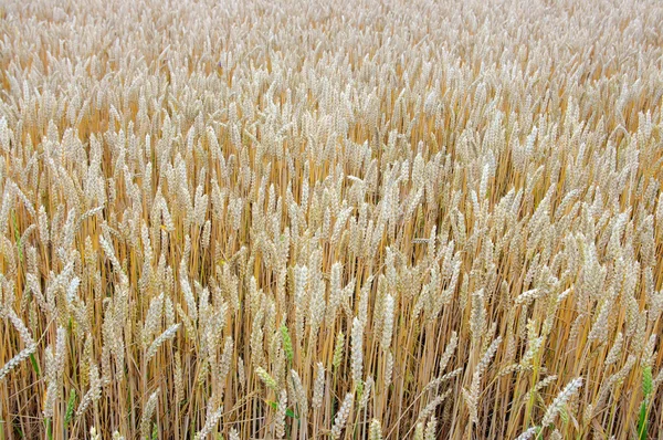 Getreide — Stockfoto