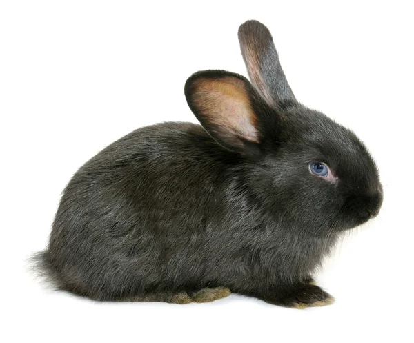 Schwarzes Kaninchen — Stockfoto