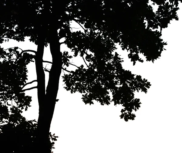 Träd på sunset — Stockfoto