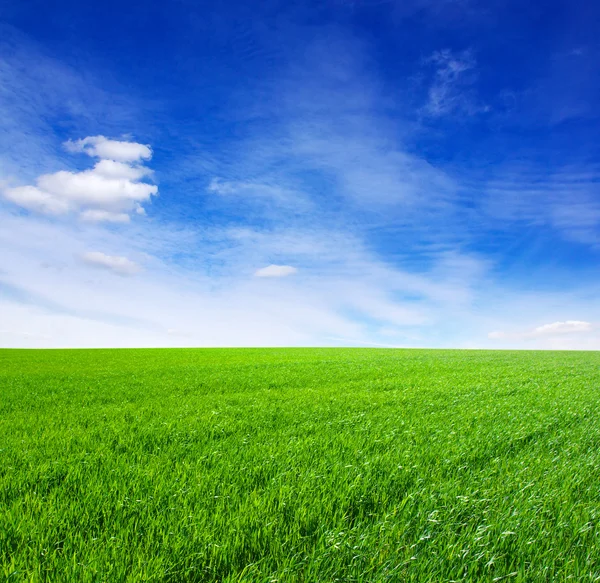 Зеленая трава и небо — стоковое фото