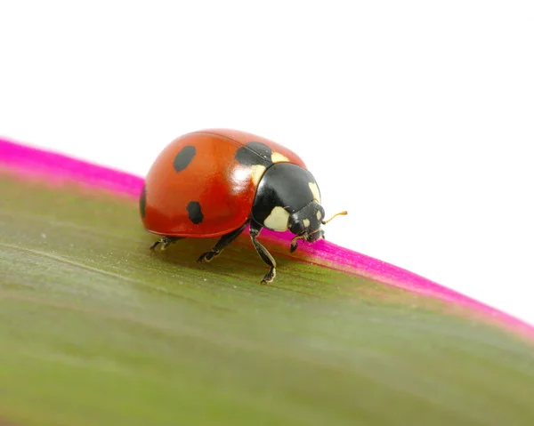 Stock image Ladybird