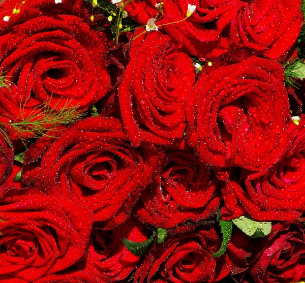 Фоновые розы — стоковое фото
