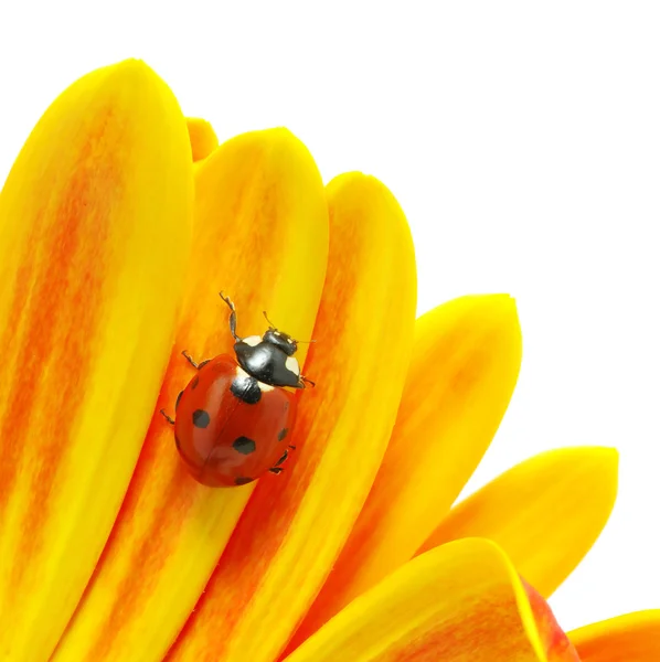 花の上のテントウムシ — ストック写真