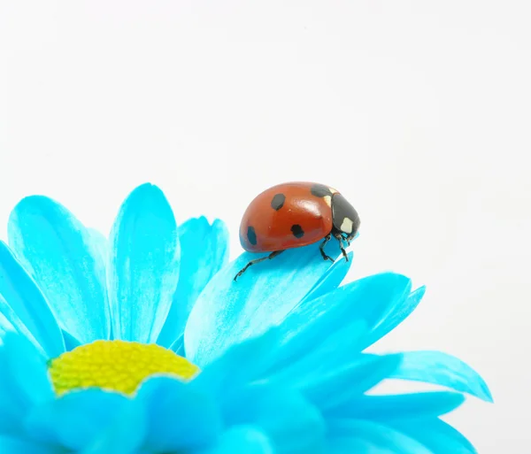 Ladybug on flower — Stock Photo, Image