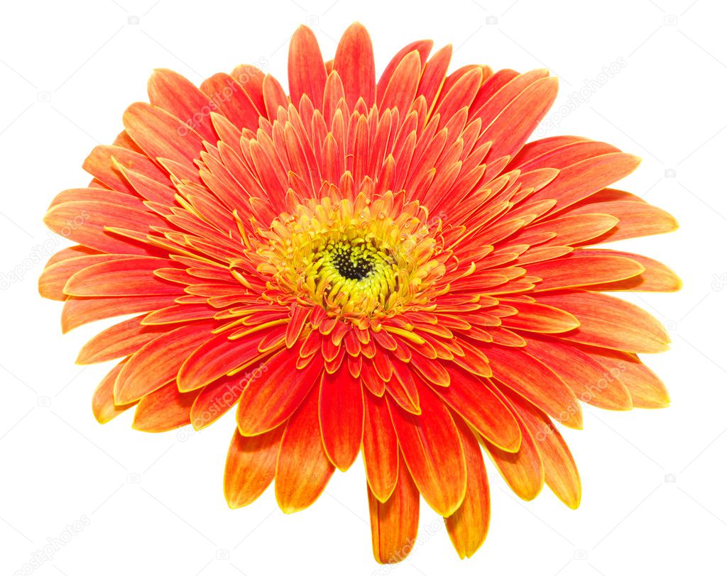 Orange gerbera Stock Photo by ©Ale-ks 2870554