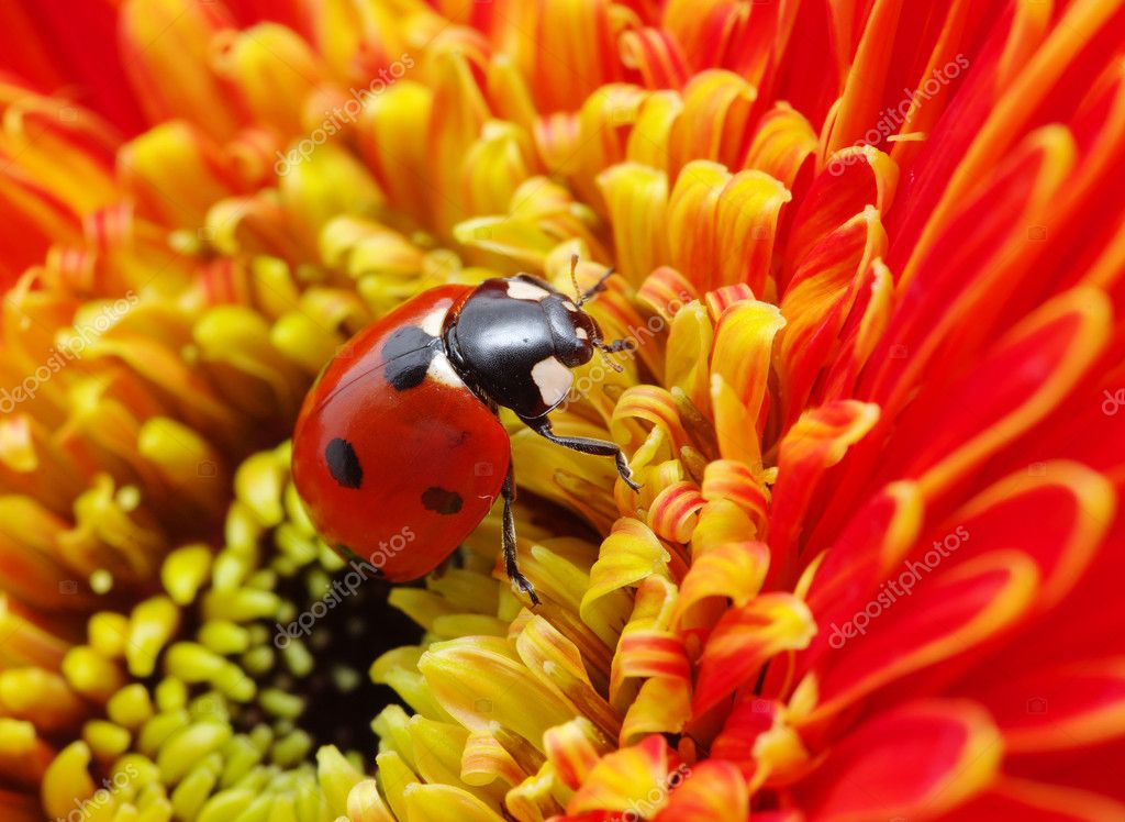 Ladybug on a flower — Stock Photo © Ale-ks #2870596