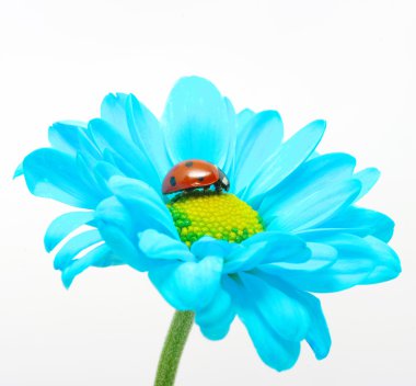 Ladybug on flower clipart