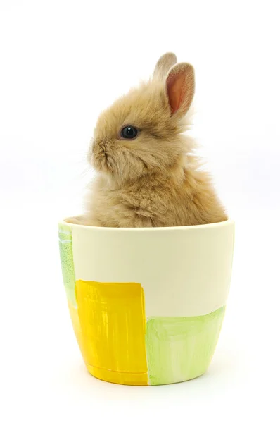 Mały brązowy królik — Zdjęcie stockowe
