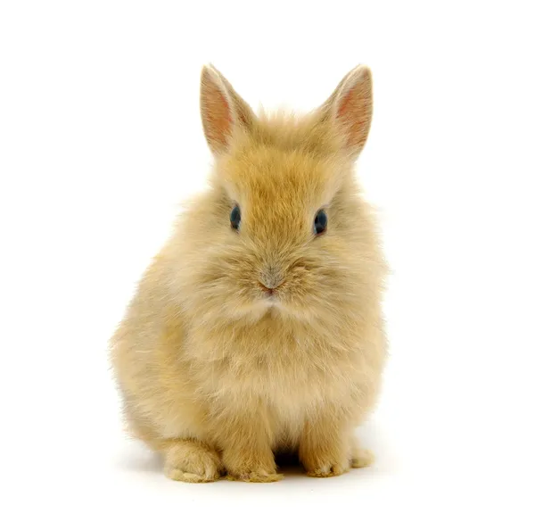 Pequeño conejo marrón — Foto de Stock