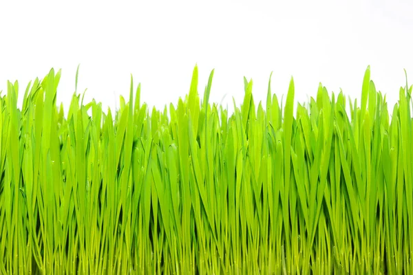 Zöld fű — Stock Fotó