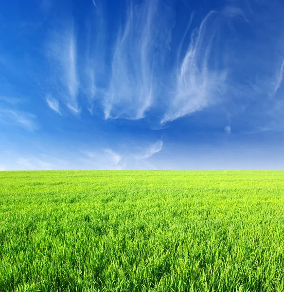 Yeşil çimen ve gökyüzü — Stok fotoğraf