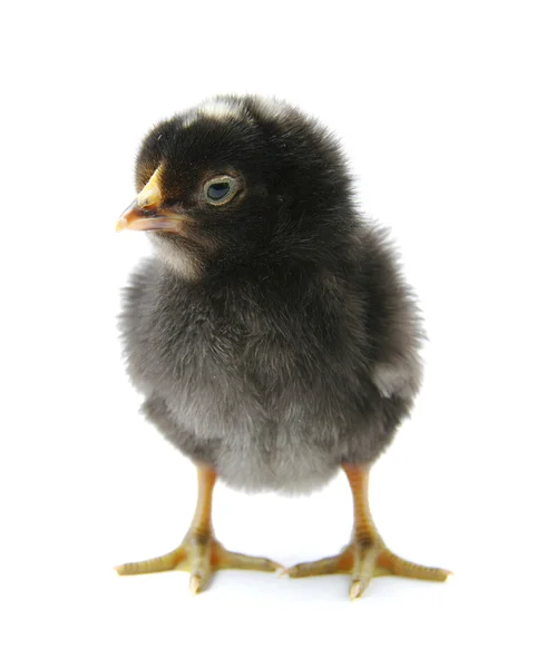 Ein Huhn — Stockfoto