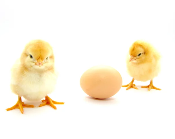 Chickens and egg — Stock Photo, Image