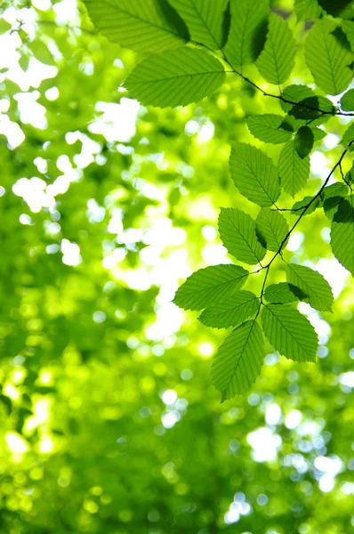 Vihreät lehdet — kuvapankkivalokuva