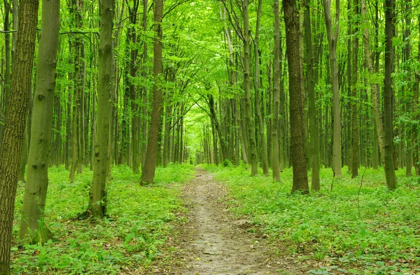 stock image Green forest