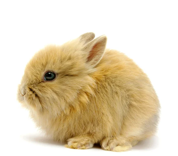 Conejo pequeño — Foto de Stock